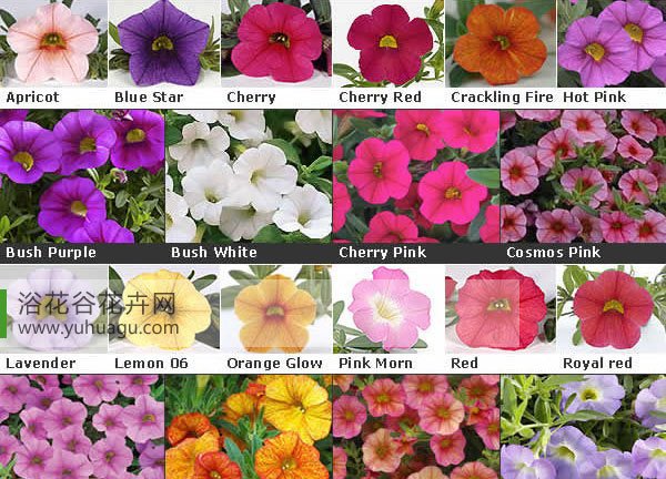 舞春花怎么养