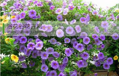 百万小铃花期后的养护 百万小铃花期后如何养护