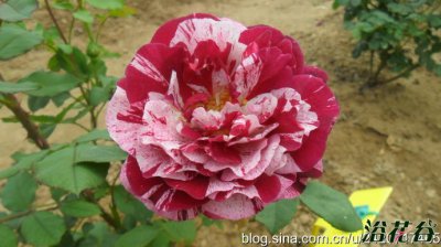 月季花新幻想介绍 新幻想图片