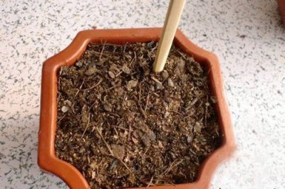 君子兰幼苗管理（移苗、蹲苗、分盆）