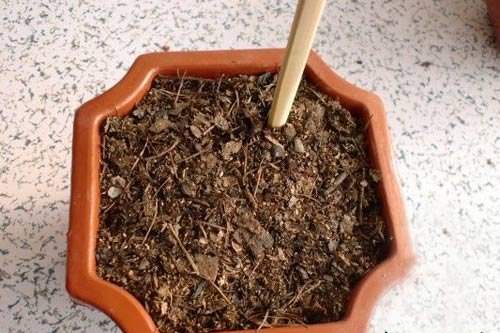君子兰幼苗管理