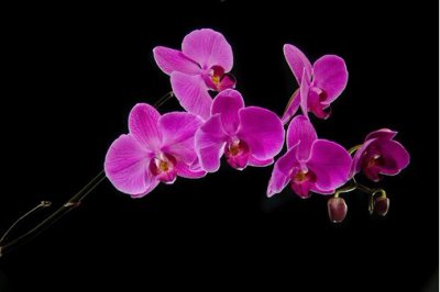 蝴蝶兰花后养护 蝴蝶兰的花后养护