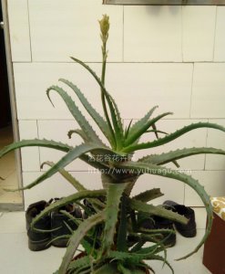 《芦荟养护经验谈》 芦荟怎么养（经验篇）