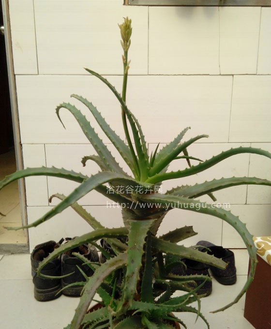 芦荟怎么养