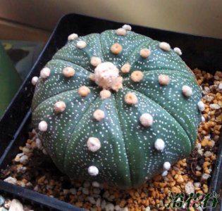 仙人掌（球）多肉植物星兜讲解 多肉植物星兜图片集