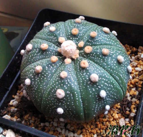 多肉植物星兜图片一