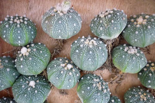 多肉植物星兜图片二