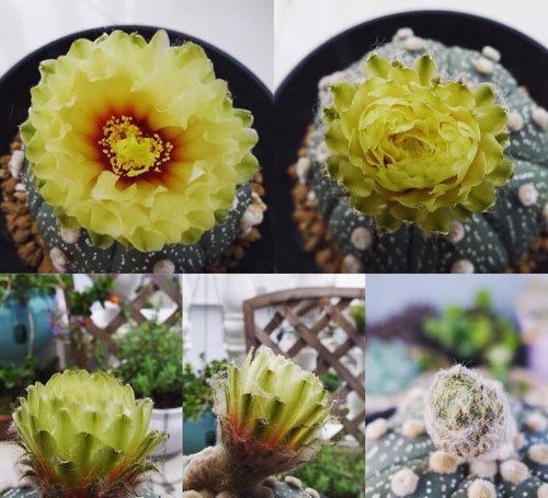 多肉植物星兜图片三