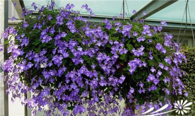 如何养好海豚花 《海豚花的养护要点》