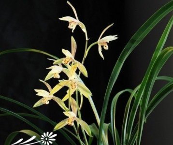 诊断与矫治兰花营养缺乏症 兰花营养缺乏症的诊断与矫治