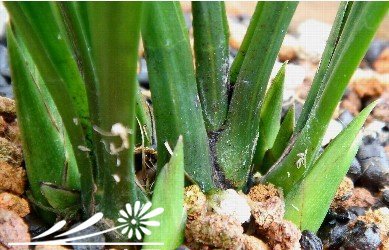 兰花发芽须注意 兰花发芽需留意的要点