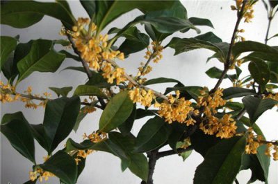 盆栽桂花的修剪时间 盆栽桂花什么时候修剪