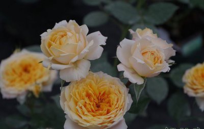 月季花橙色月亮详解 橙色月亮图片