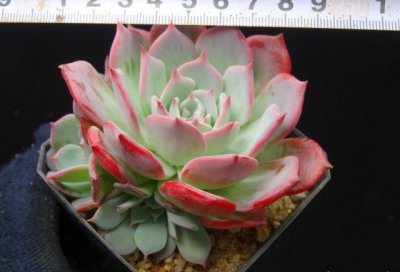 多肉植物劳伦斯详解 劳伦斯图片欣赏