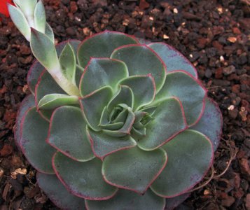 多肉植物圆叶罗西玛详解 圆叶罗西玛图片集
