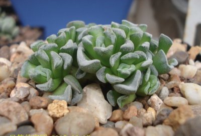 多肉植物西莉亚讲解 西莉亚图片集