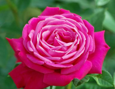 月季花皇家香水讲解 皇家香水图片