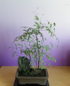 南天竹盆景详解 南天竹盆景照片图