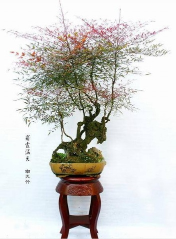 南天竹盆景图片三