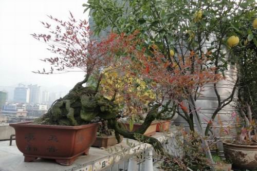 南天竹盆景图片四