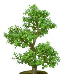 金枝玉叶植物造型（多图） 《金枝玉叶的多样造型图集》