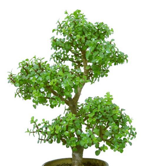 金枝玉叶植物造型