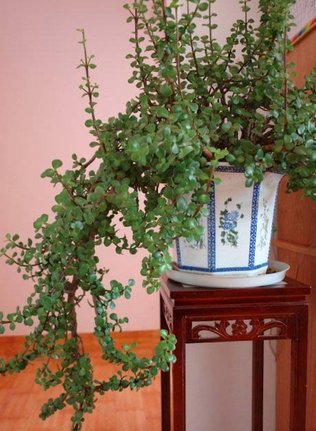 金枝玉叶植物造型