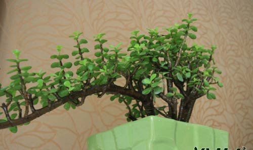 金枝玉叶植物造型
