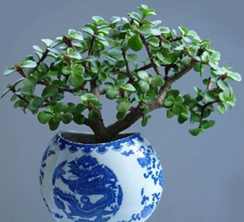 金枝玉叶植物造型