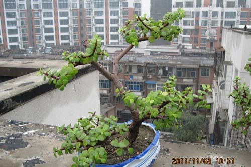 金枝玉叶植物造型