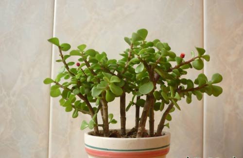金枝玉叶植物造型