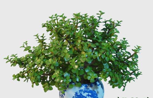金枝玉叶植物造型