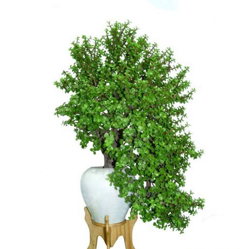 金枝玉叶植物造型