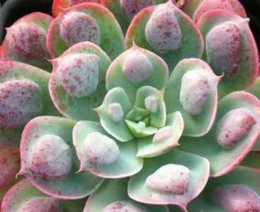 多肉植物雨滴详解 雨滴照片图