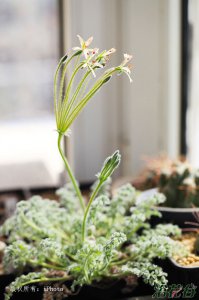 花卉羽叶洋葵介绍 羽叶洋葵图片大全