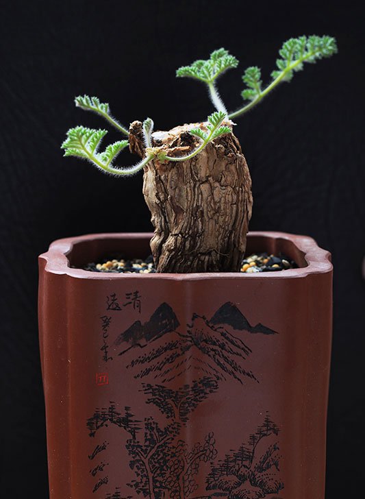 羽叶洋葵图片四