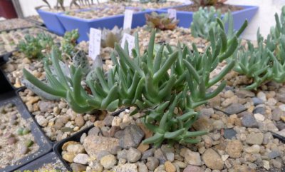 多肉植物Ruschia indurata介绍 Ruschia indurata长什么样图