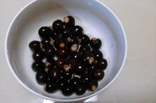 桂圆种子制作的小盆栽