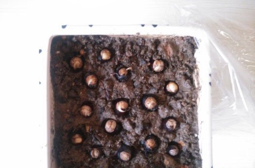 桂圆种子制作的小盆栽