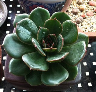 多肉植物圣路易斯讲解 圣路易斯图片大全