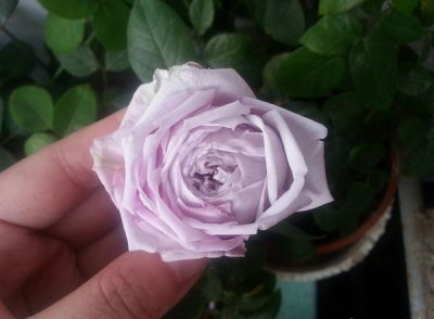 月季花青空（ル シエル ブルー）讲解 青空（ル シエル ブルー）长什么样图