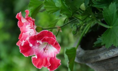 丽江天竺葵介绍 丽江天竺葵图片大全