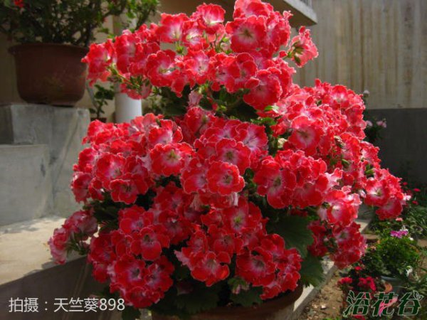 丽江天竺葵图片三