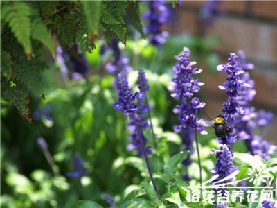 多年生草本植物鼠尾草介绍 《鼠尾草多年生草本植物介绍》
