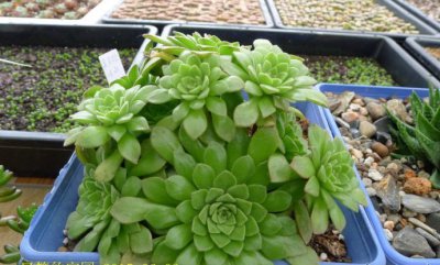 多肉植物冰羽介绍 冰羽图片欣赏