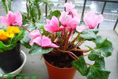 仙客来一品冠兔耳花萝卜海棠培育管理介绍