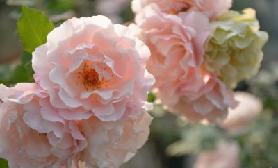 月季达芙妮（ダフネ）详解 达芙妮（ダフネ）图片集