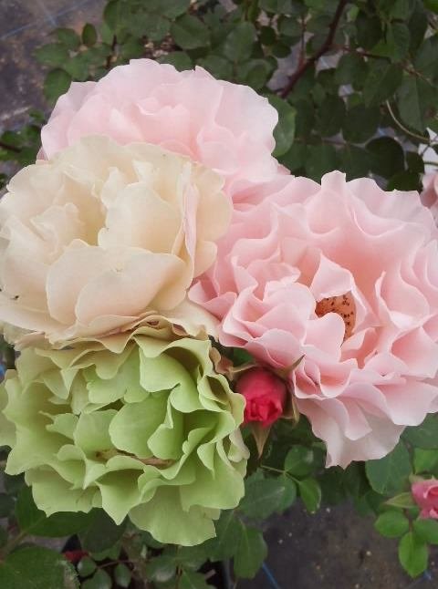 达芙妮（ダフネ）图片四
