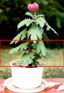 植物脱脚是什么意思 《植物脱脚含义解析》