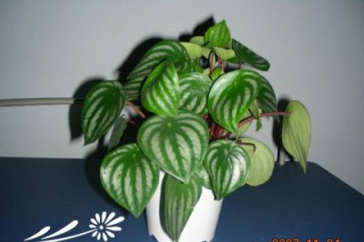 西瓜皮椒草怎么繁殖？ 西瓜皮椒草的繁殖方法
